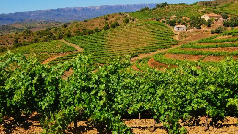 caseta-priorat-porrera_11zon-qlwe4oid4dukrzqspql6dhzt17xi5zrg41b7w04sk4